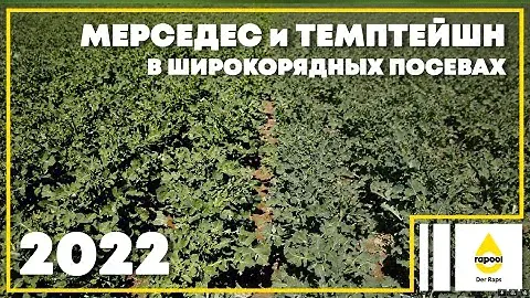 МЕРСЕДЕС и ТЕМПТЕЙШН в широкорядных посевах